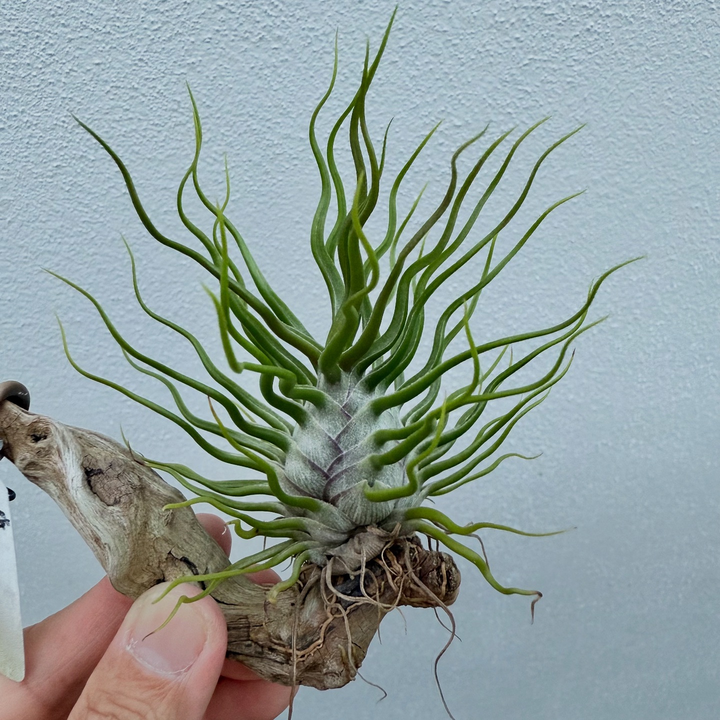 Tillandsia 'Witty', cv. of bulbosa