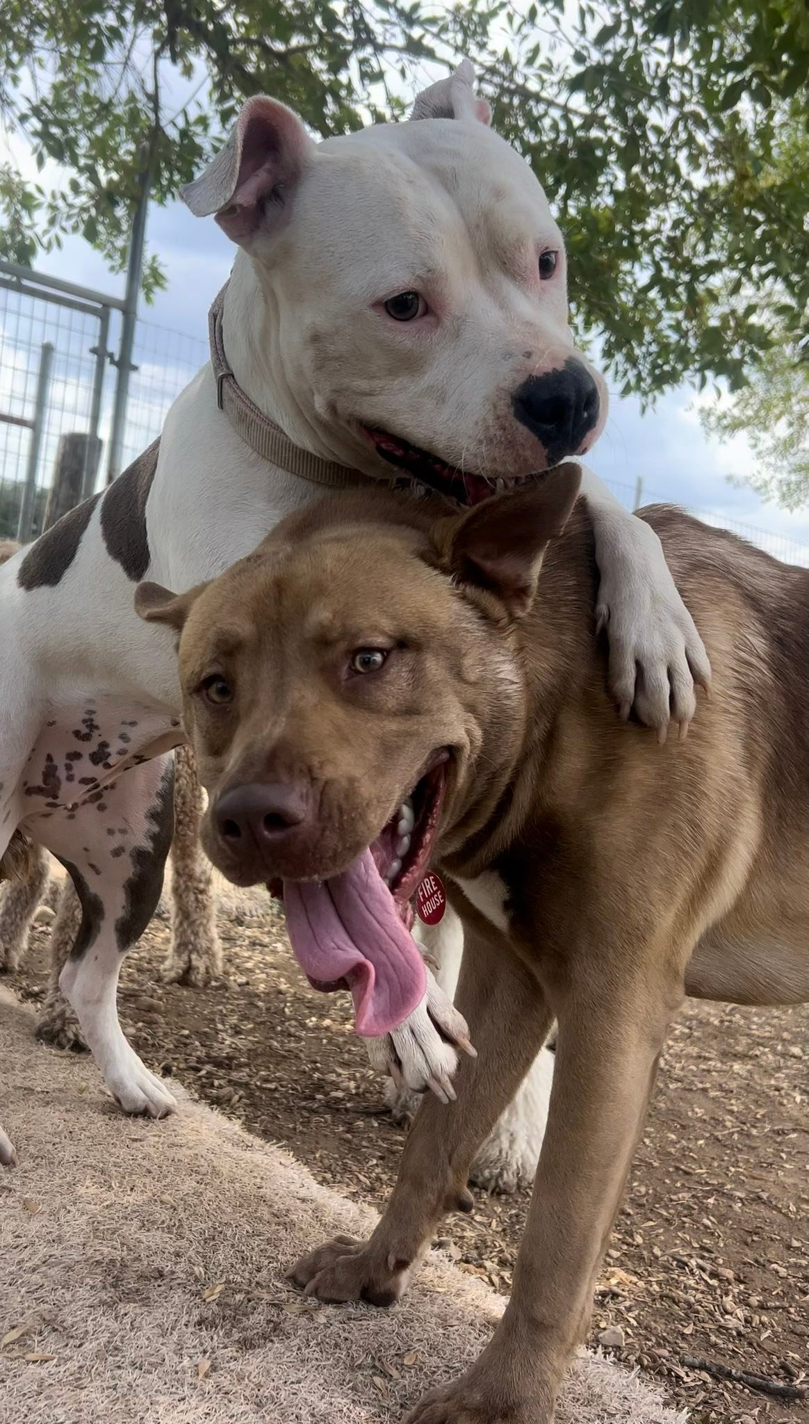 Ruff Ranch Pet Boarding | Buda TX