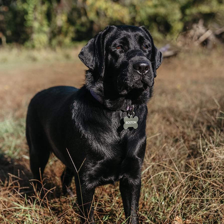 Cadron Ridge Labradors added a... - Cadron Ridge Labradors