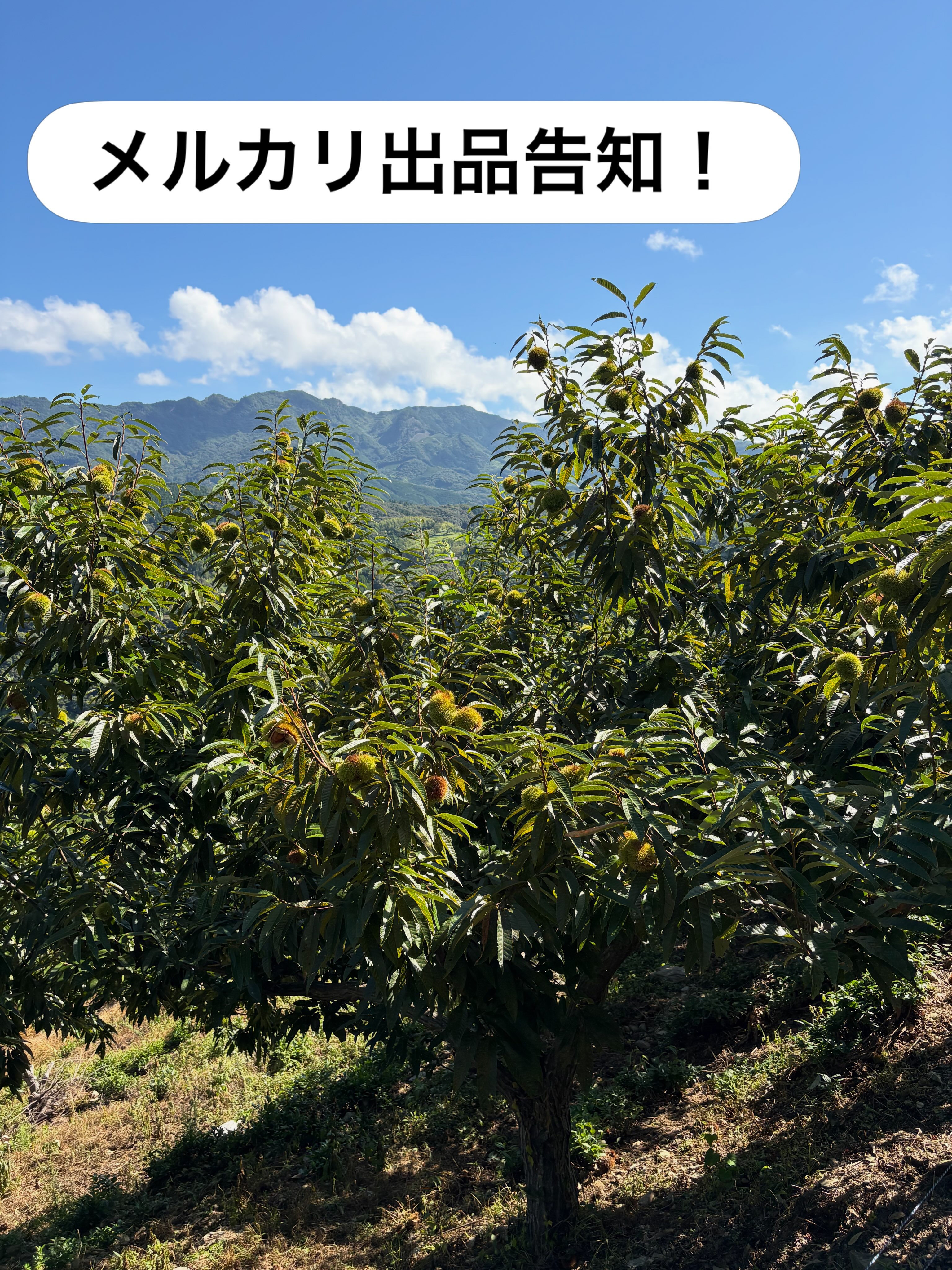 マロンハウス甲斐果樹園 (@kurikuri1399) • Facebook