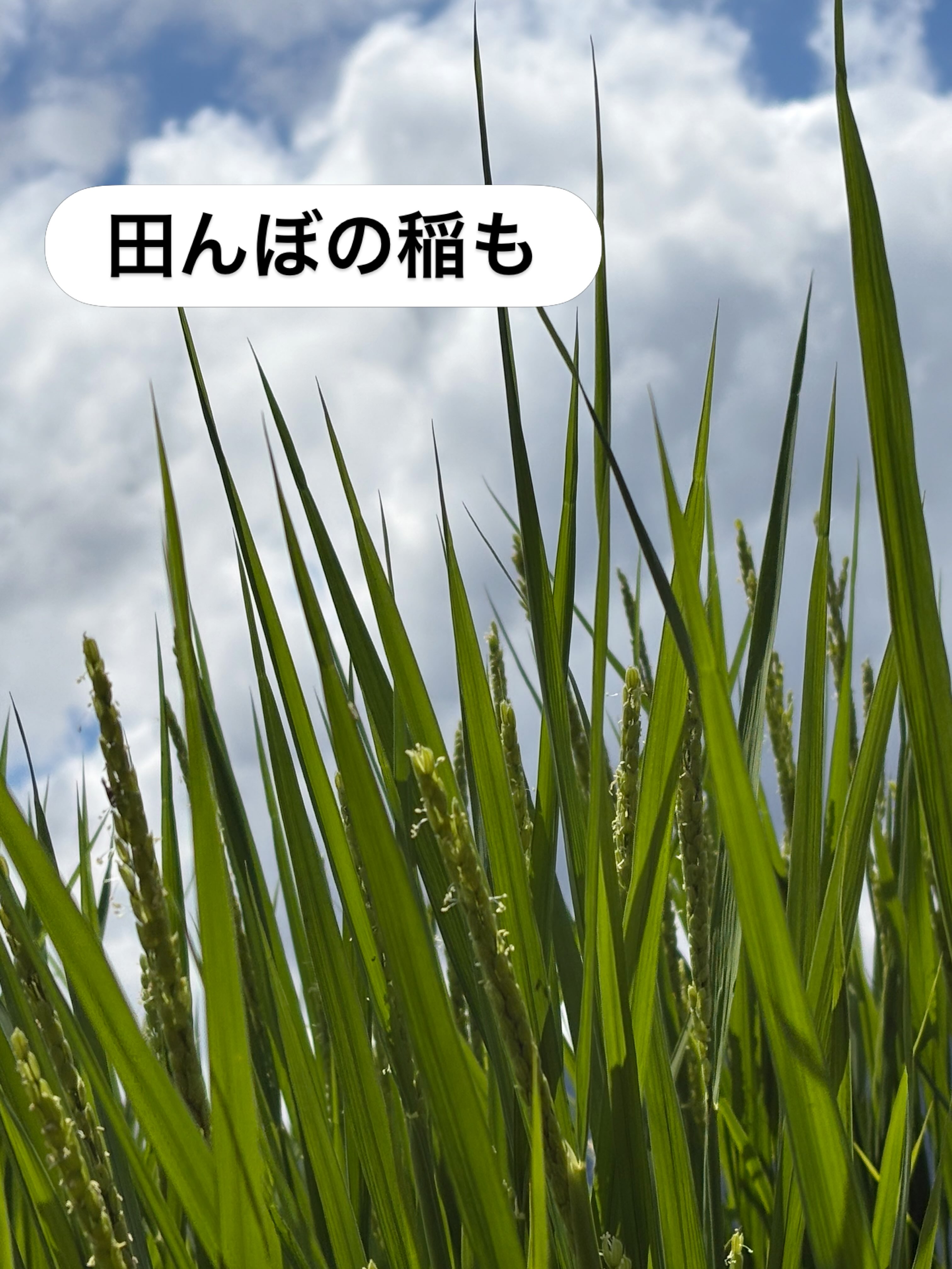 マロンハウス甲斐果樹園 (@kurikuri1399) • Facebook
