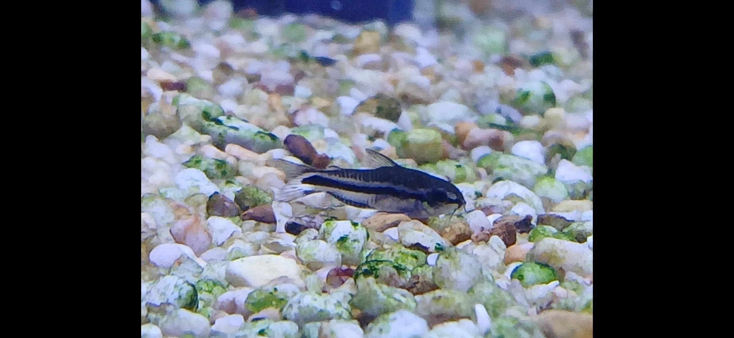 Nicks - ⭐ Species Spotlight: Dwarf Corydoras Scientific name: Corydoras ...