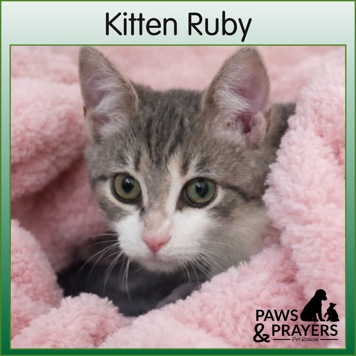 Paws - Meet Kitten Ruby. Just like her namesake gemstone, Ruby is a ...