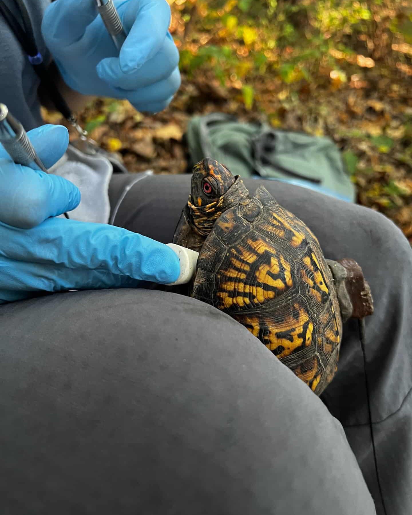 Tracking Eastern Box... - Tennessee Wildlife Resources Agency | Facebook