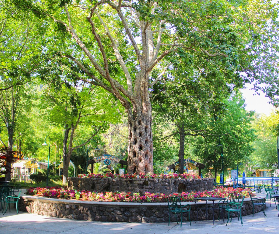 Gilroy Gardens' historic circus trees from the 1930s