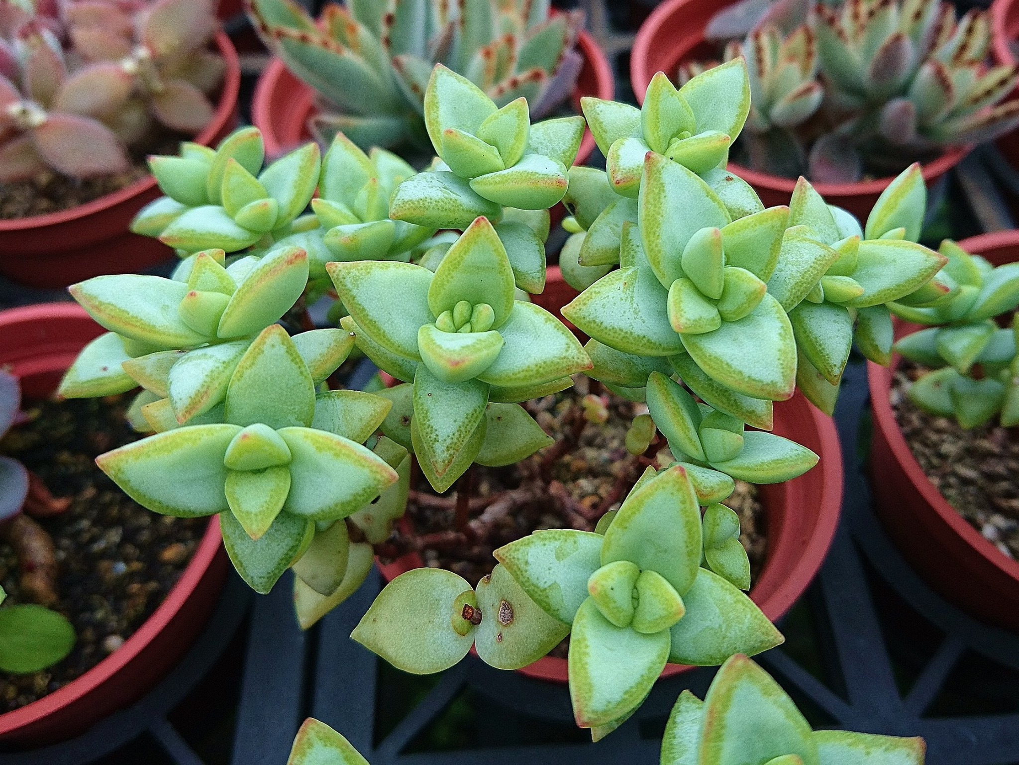 詰雅花卉農園 - 博星~ 學名 : Crassula rupestris ~ 又稱作 " 白星 " ~ 青鎖龍屬多肉植物~ 之前有提到~ 博星 ...