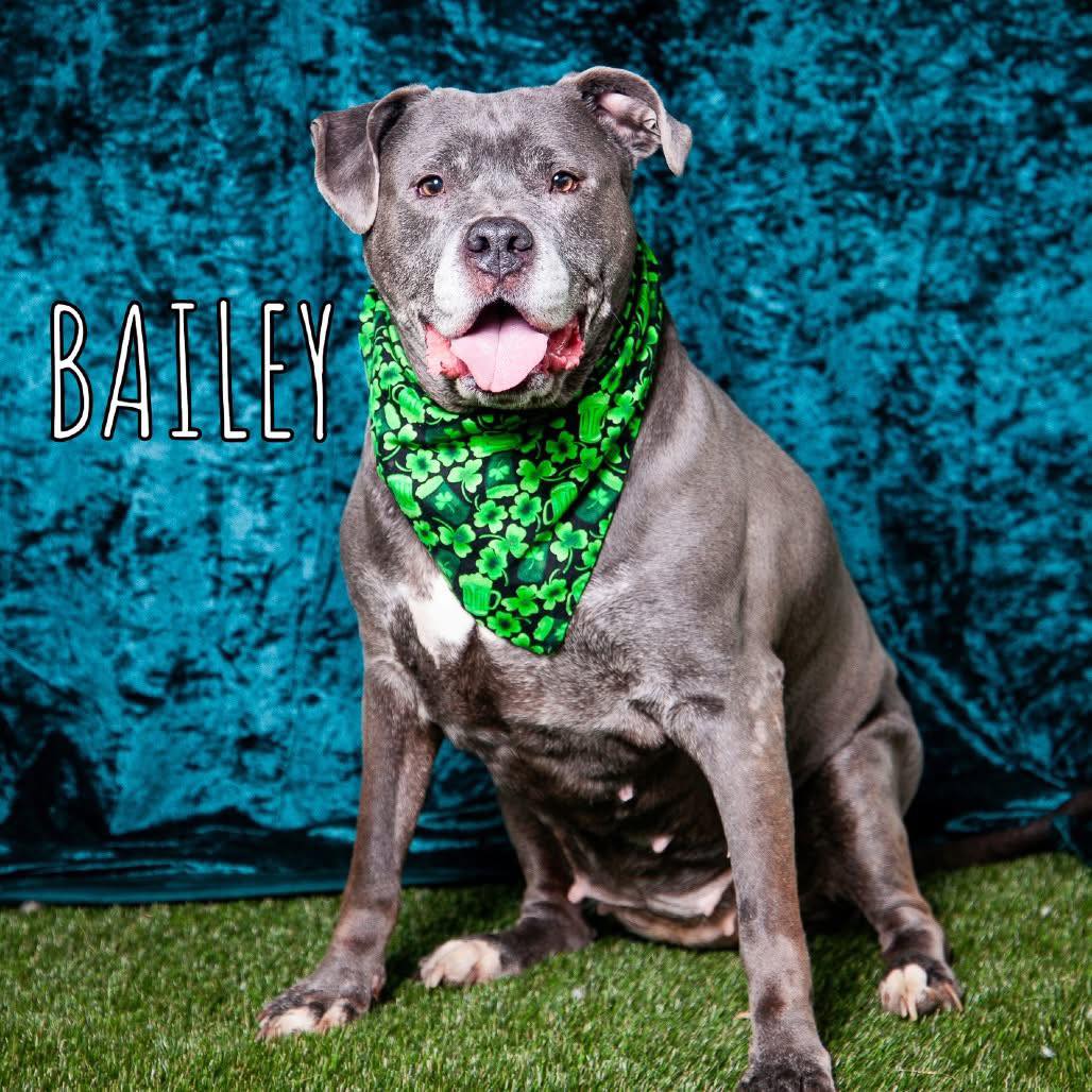 Dogs at risk of euthanasia in Philadelphia, PA shelter