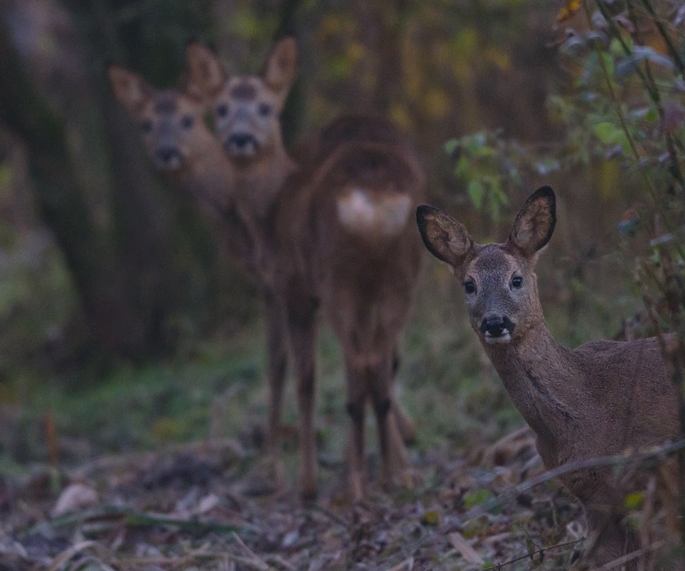 Arné Roest Natuurfotografie