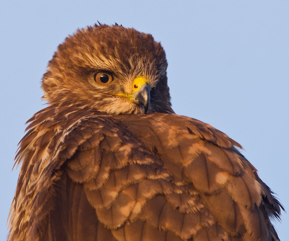 Arné Roest Natuurfotografie... - Arné Roest Natuurfotografie