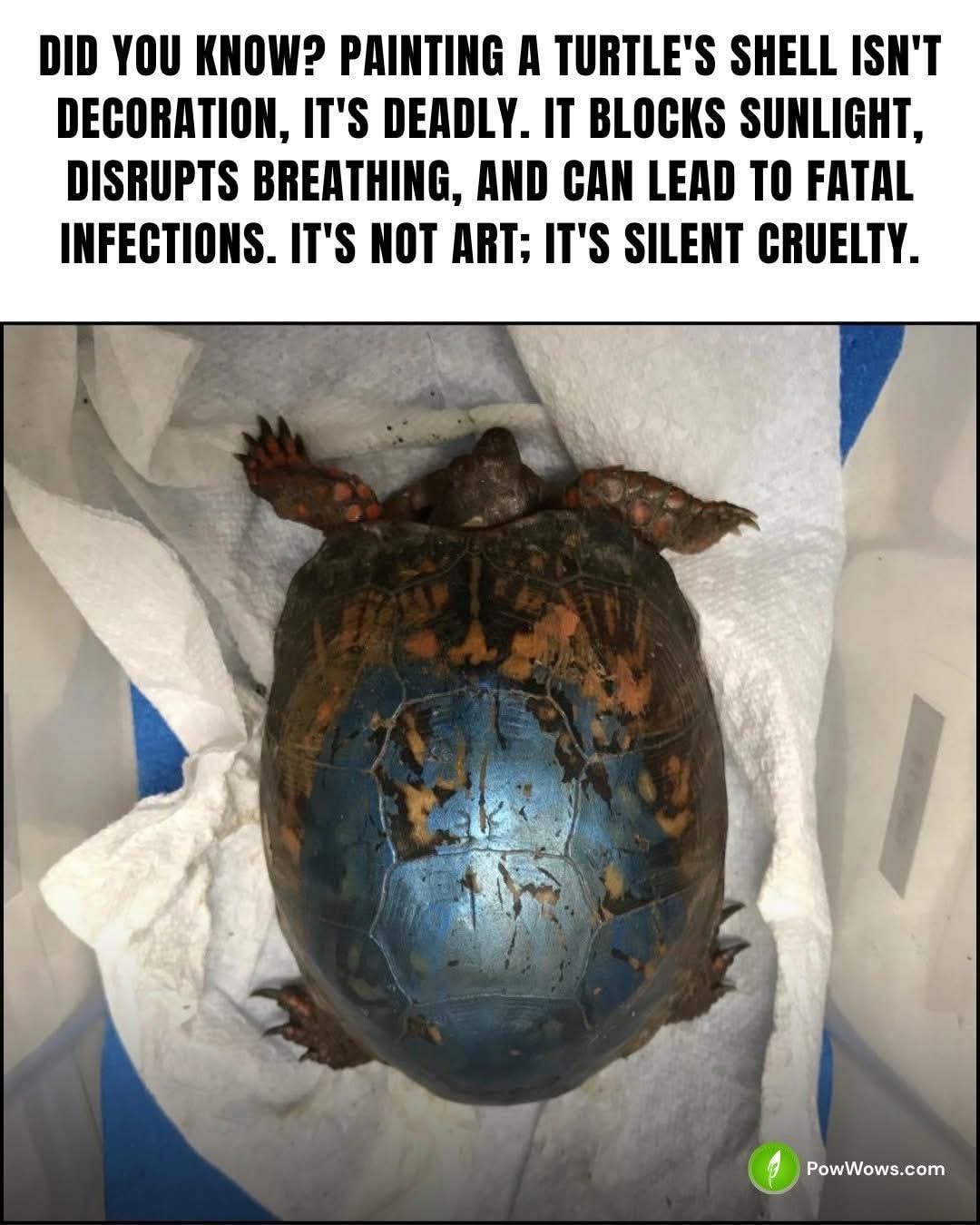 David - The Deadly Truth About Painting Turtle Shells | Facebook
