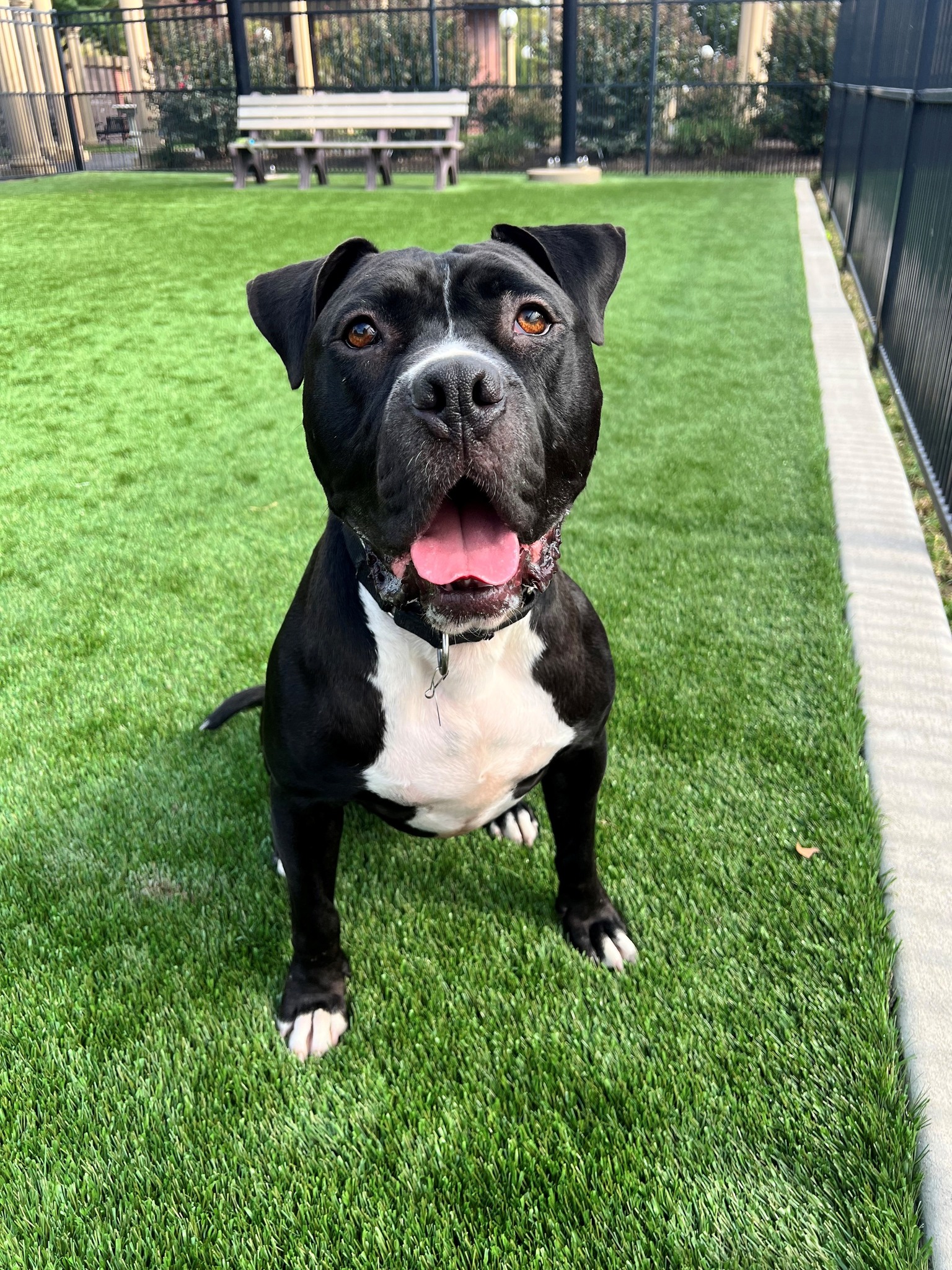 Humane - Sycamore is loving the beautiful fall weather 🍂 Sycamore posed ...