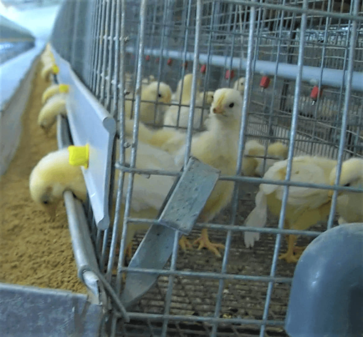 BROILER CAGE NI VICHANJA VYA... - ANLO Poultry Machinery