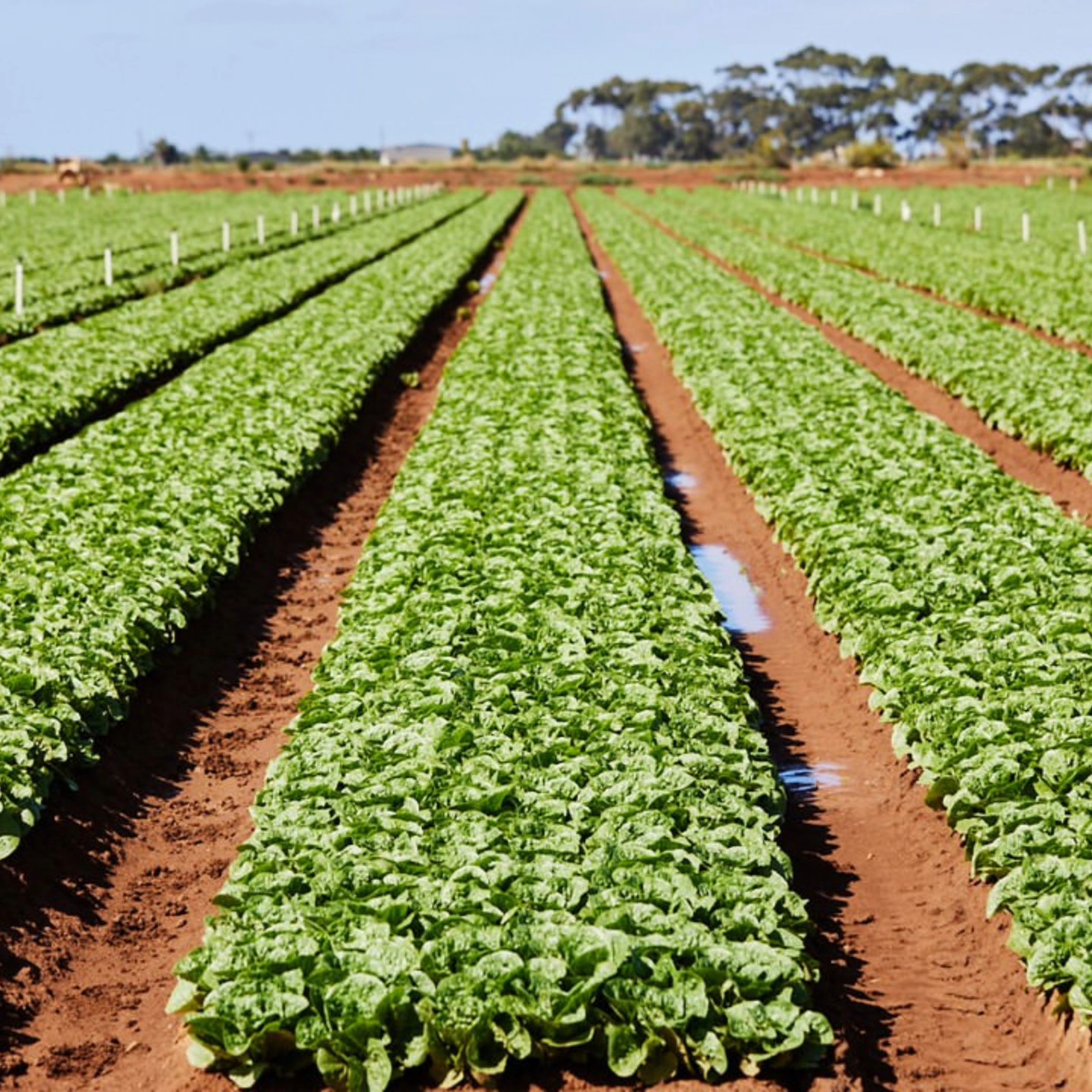 Fresh Select (Aust) Pty Ltd | Werribee South VIC
