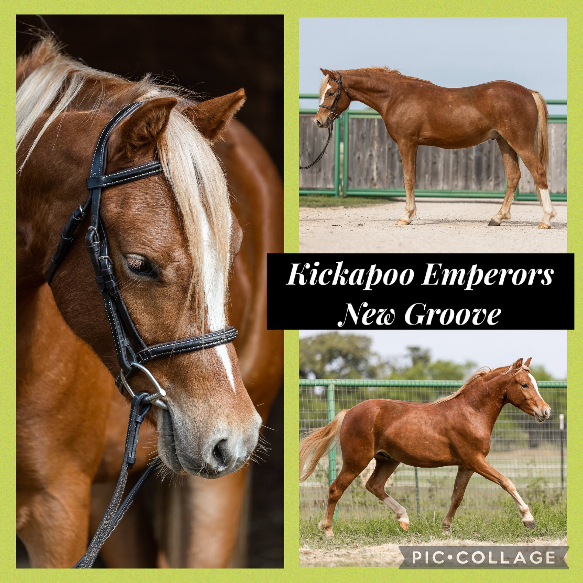 Kickapoo Ponies Texas added a new... - Kickapoo Ponies Texas