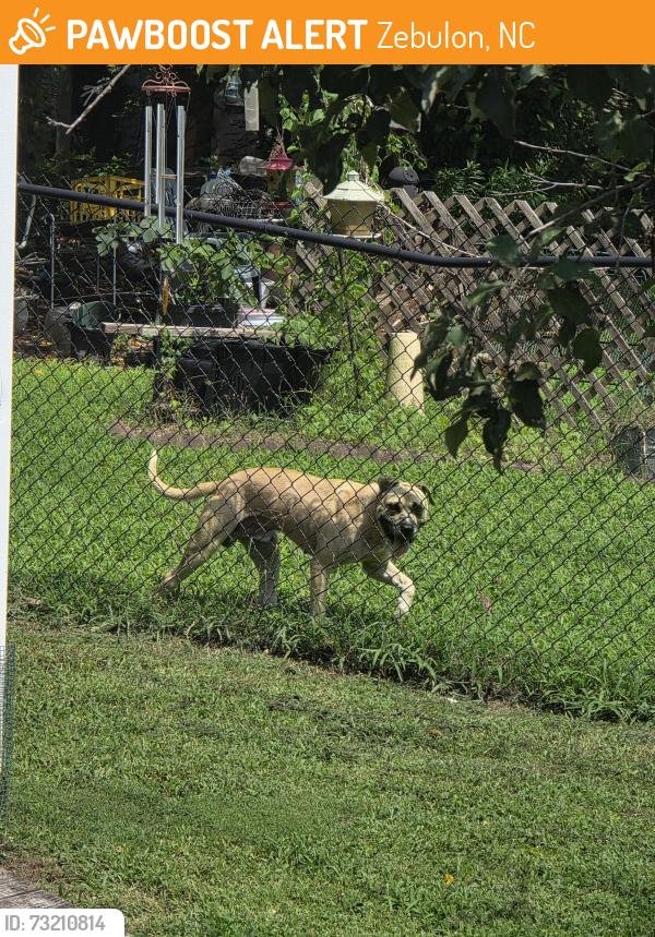 North - 🚨 This dog was SIGHTED TODAY in Zebulon, NC 27597 near