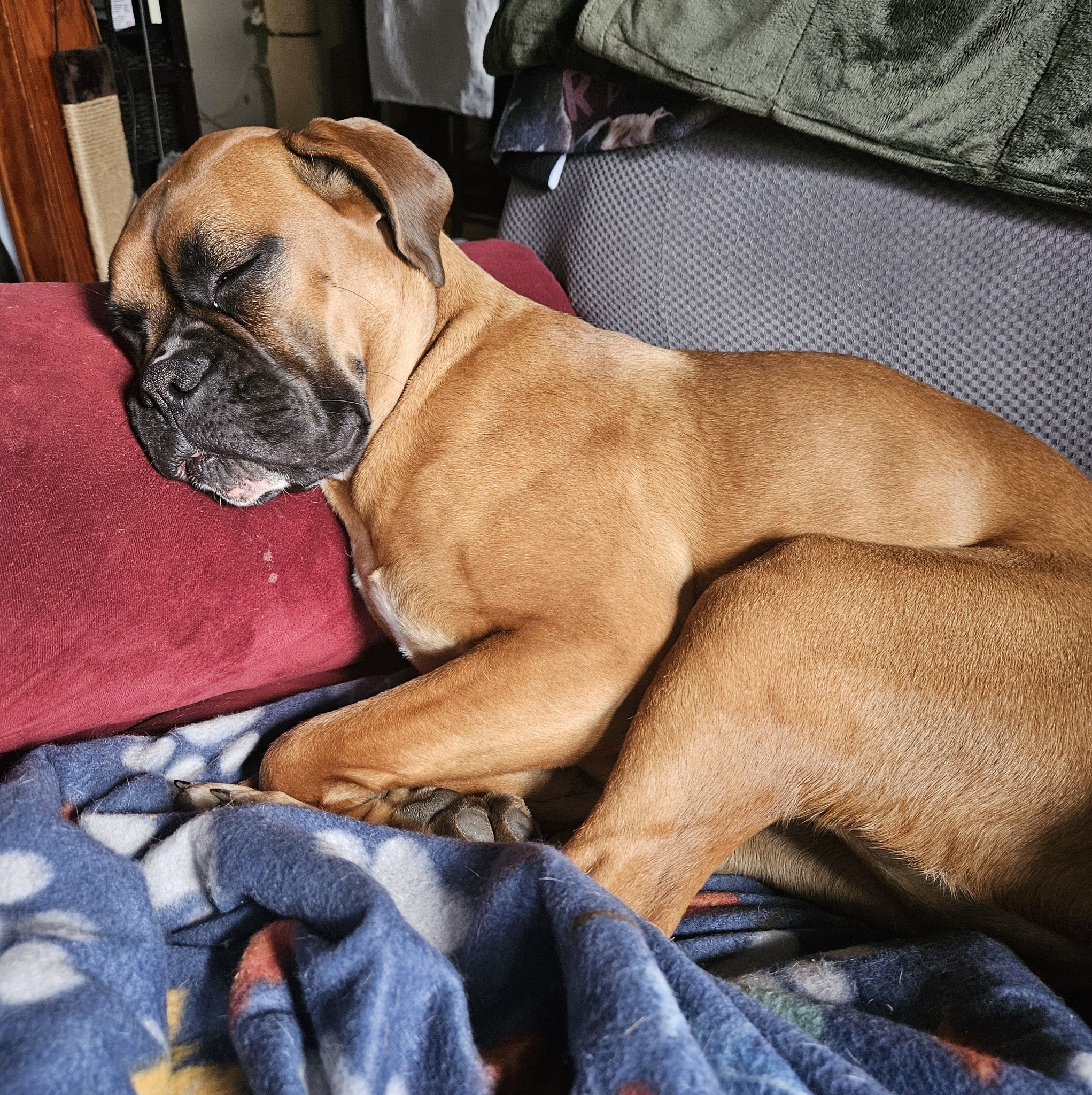 Boxer Puppies For Adoption | Name this puppy and take him home best ...