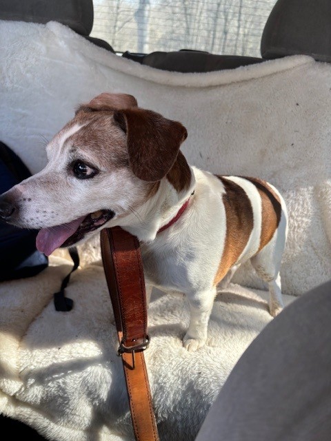 Ephrata - This Jack Russell Terrier was found near the 500 block of ...