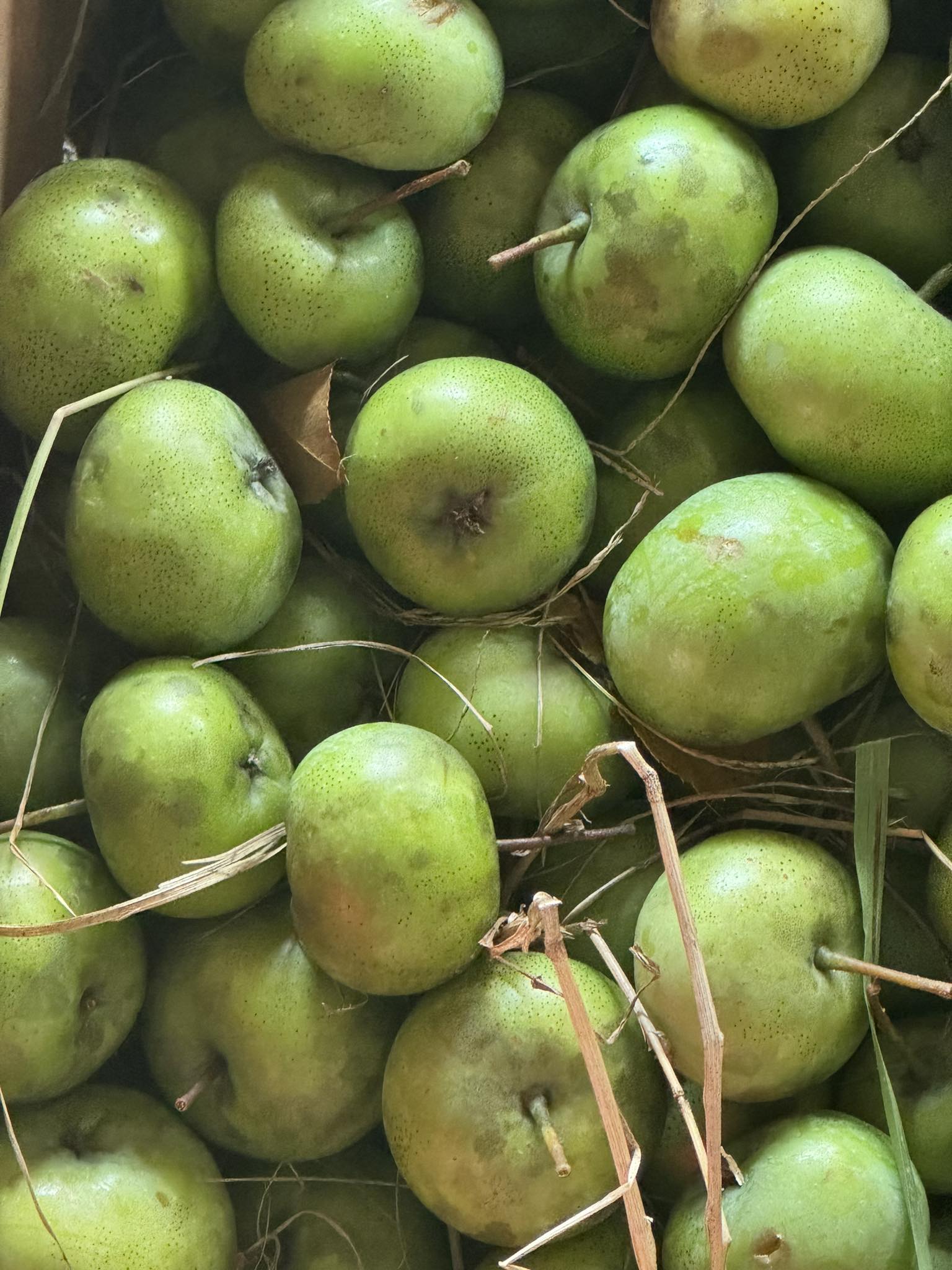 Apple - ラブリー野菜 Hey y'all! The first crabapples are in! We're located at 1502