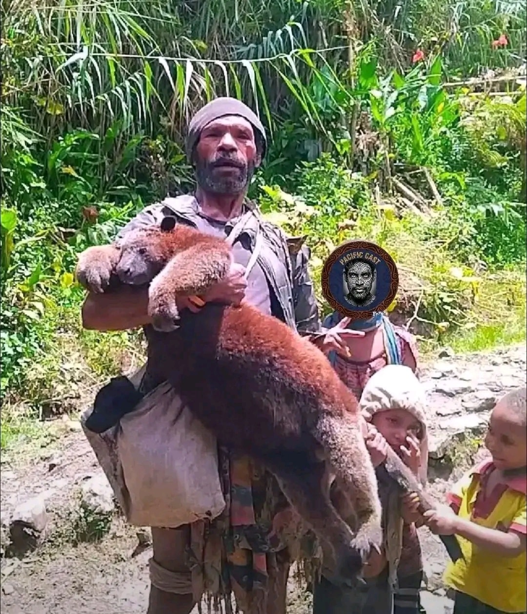 Amazing - #news - Rare Sighting: Tree Kangaroo Caught in Papua New ...