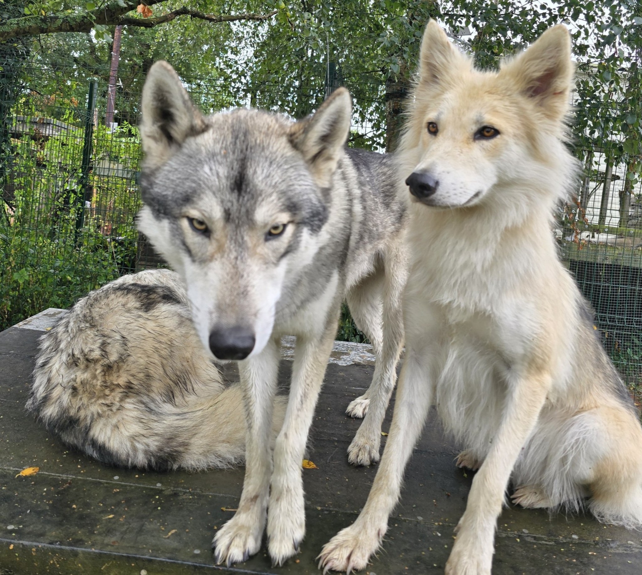 Watermill Wolves Wolfdogs | Bexhill
