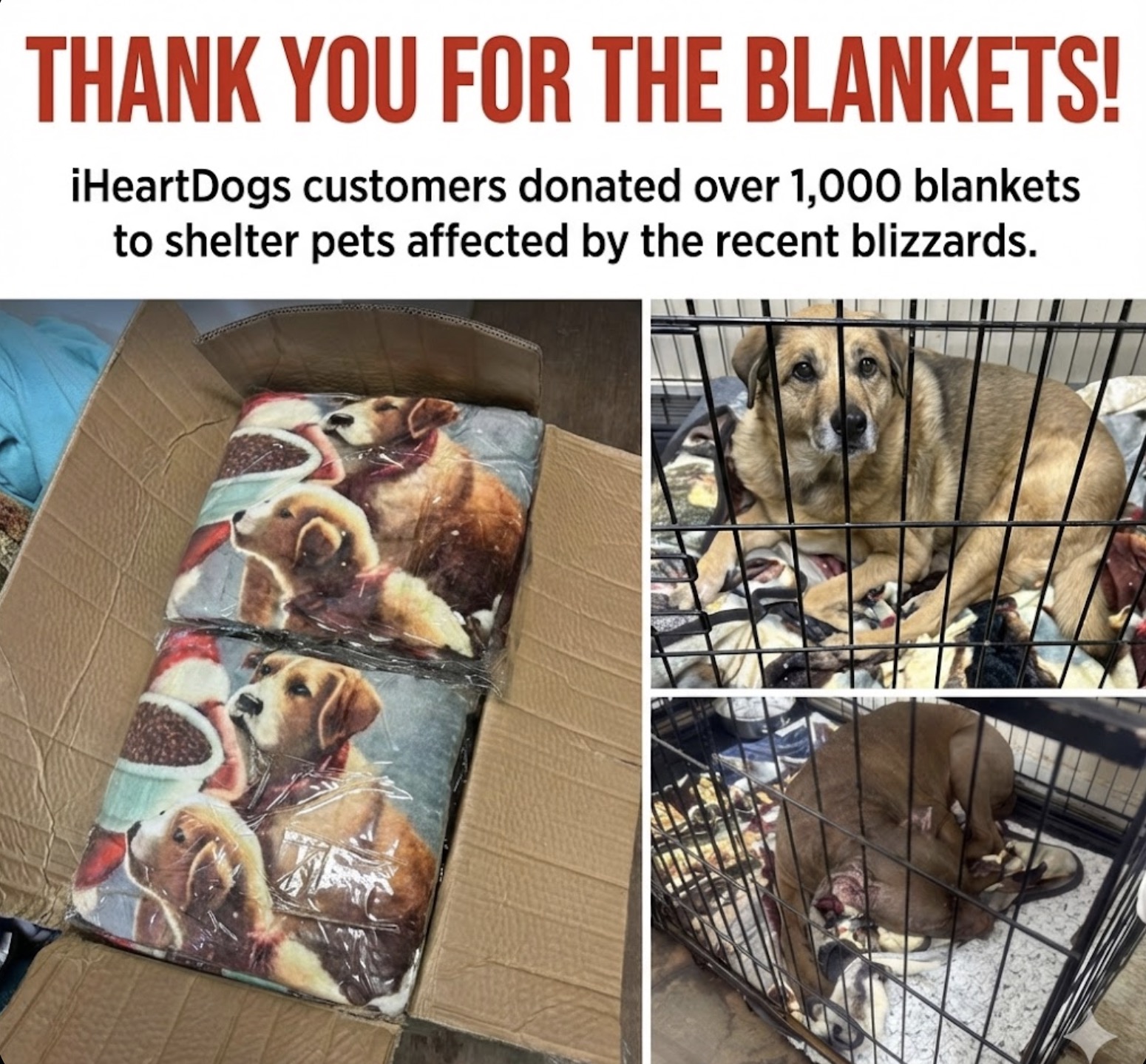 iHeartDogs - 🙏 If you donated, please comment below so we can ...