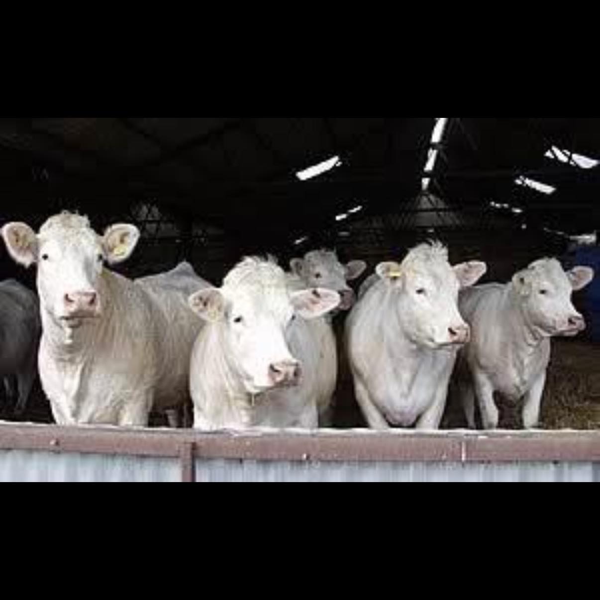 Drumshanbo Mart PLC PSRA NO. 003868 | Facebook