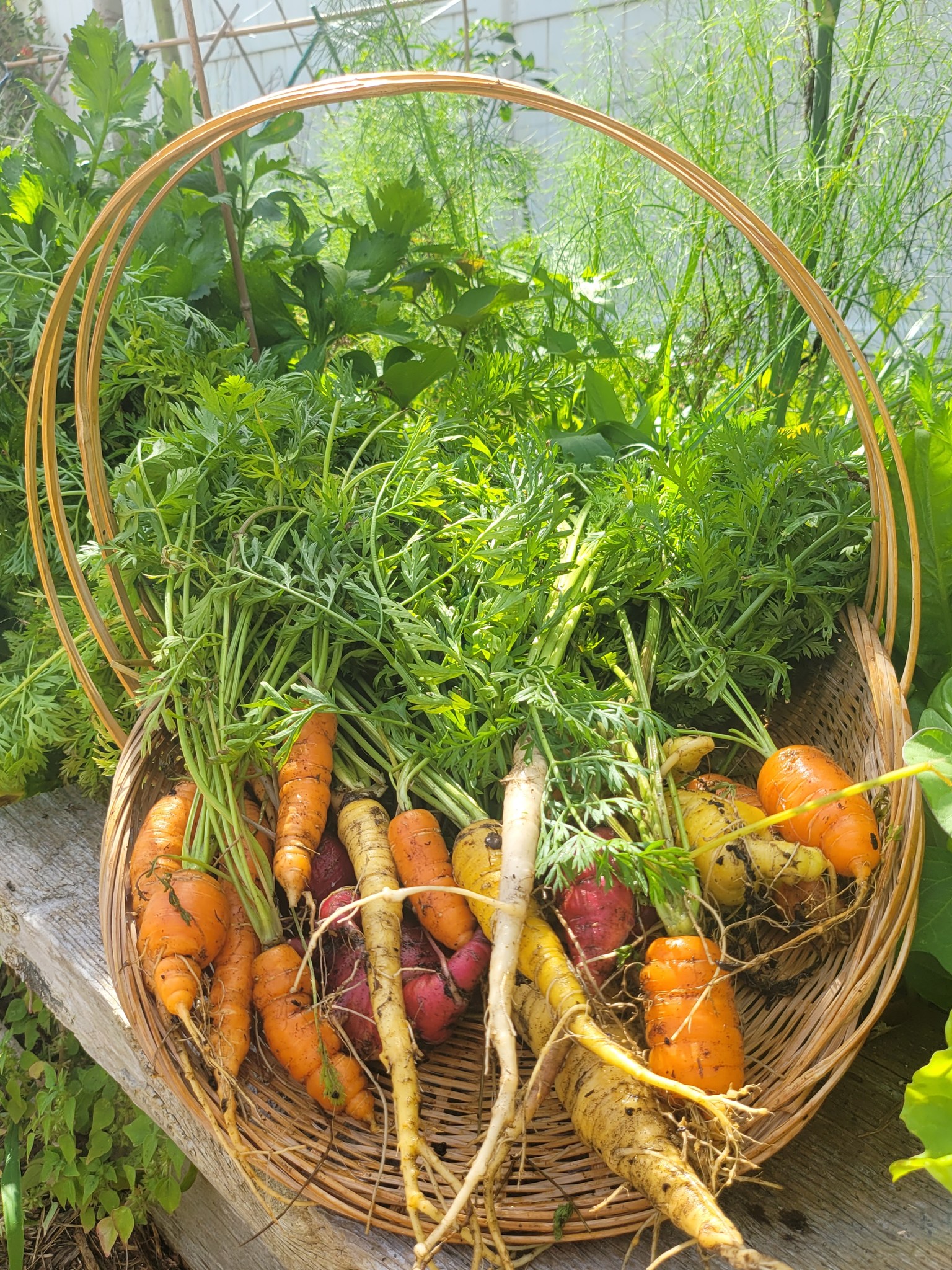 Sprout and Spark: 🍲 Foraging, Growing, and making Art in the Food Forest 🖼️