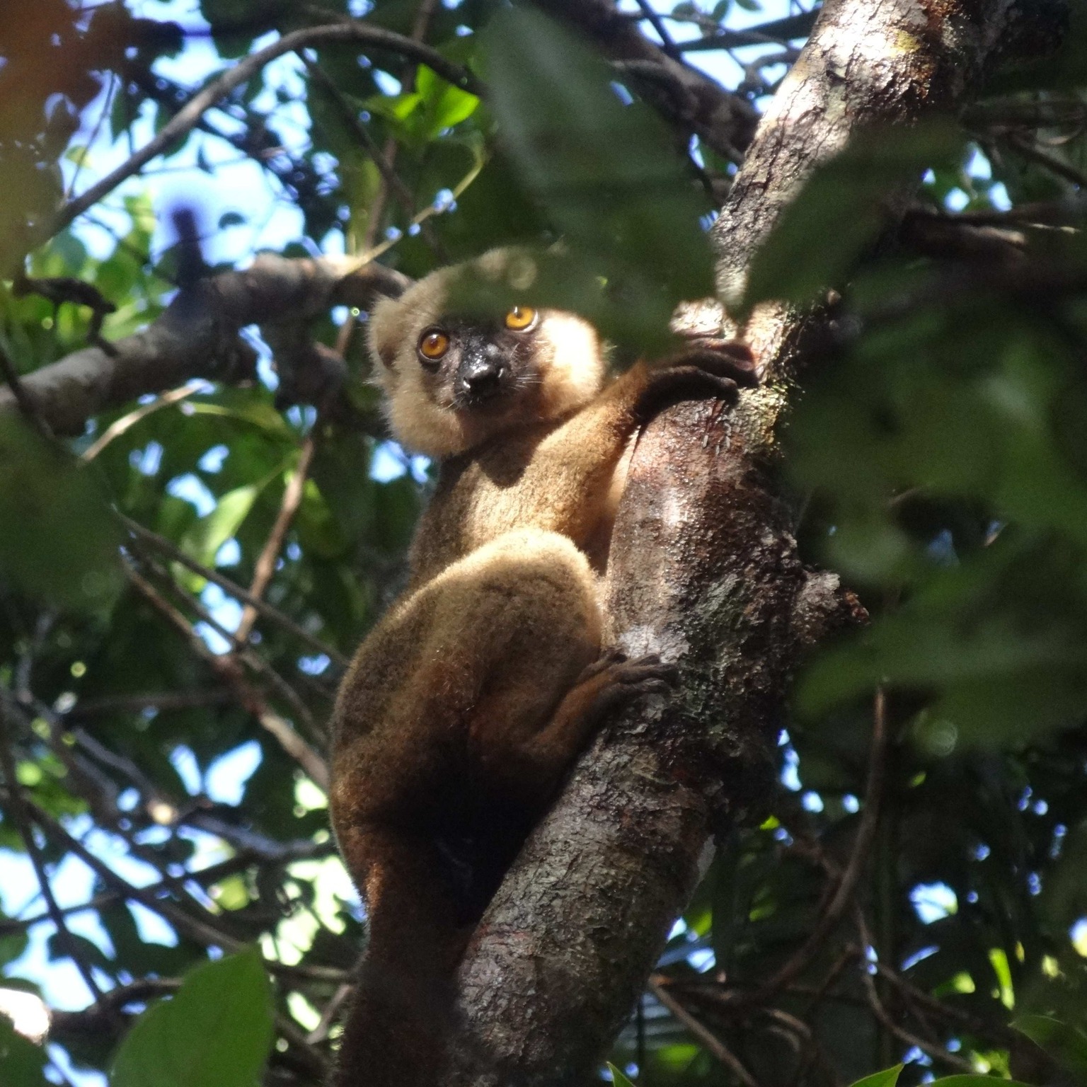 Miaraka amin ny zanany kely. Eulemur fulvus. Andasibe. #hoanynatiora # ...