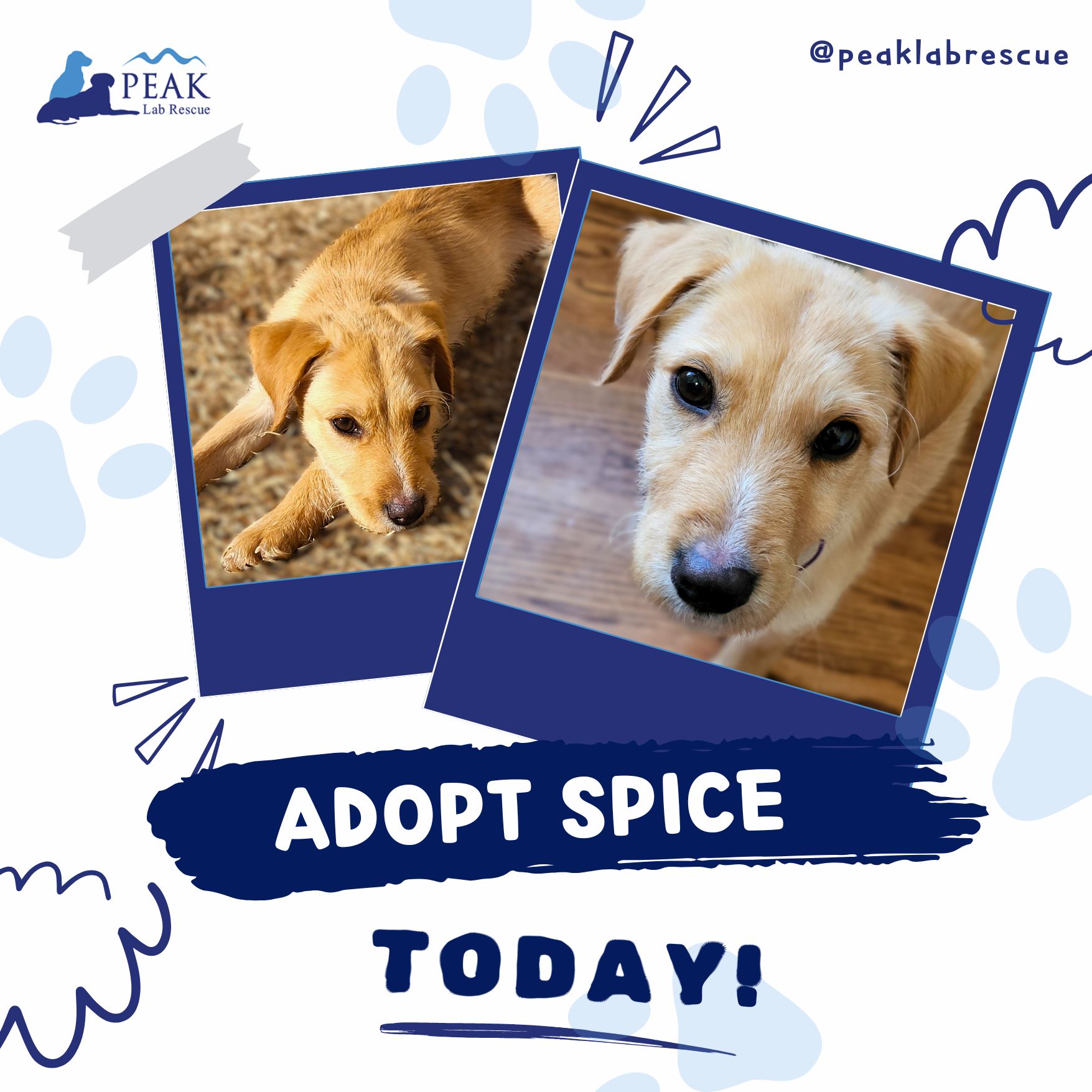 Peak Lab Rescue - Update - ADOPTED! 💙FEATURED ADOPTABLE -... | Facebook