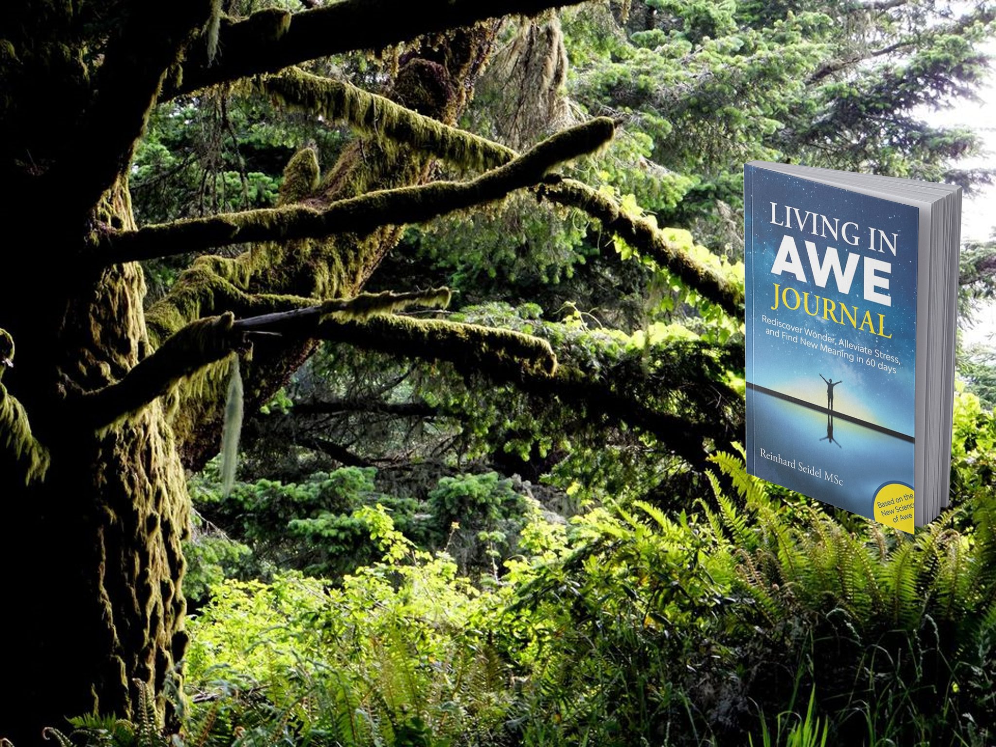 Living in Awe - Bay Area | Novato CA