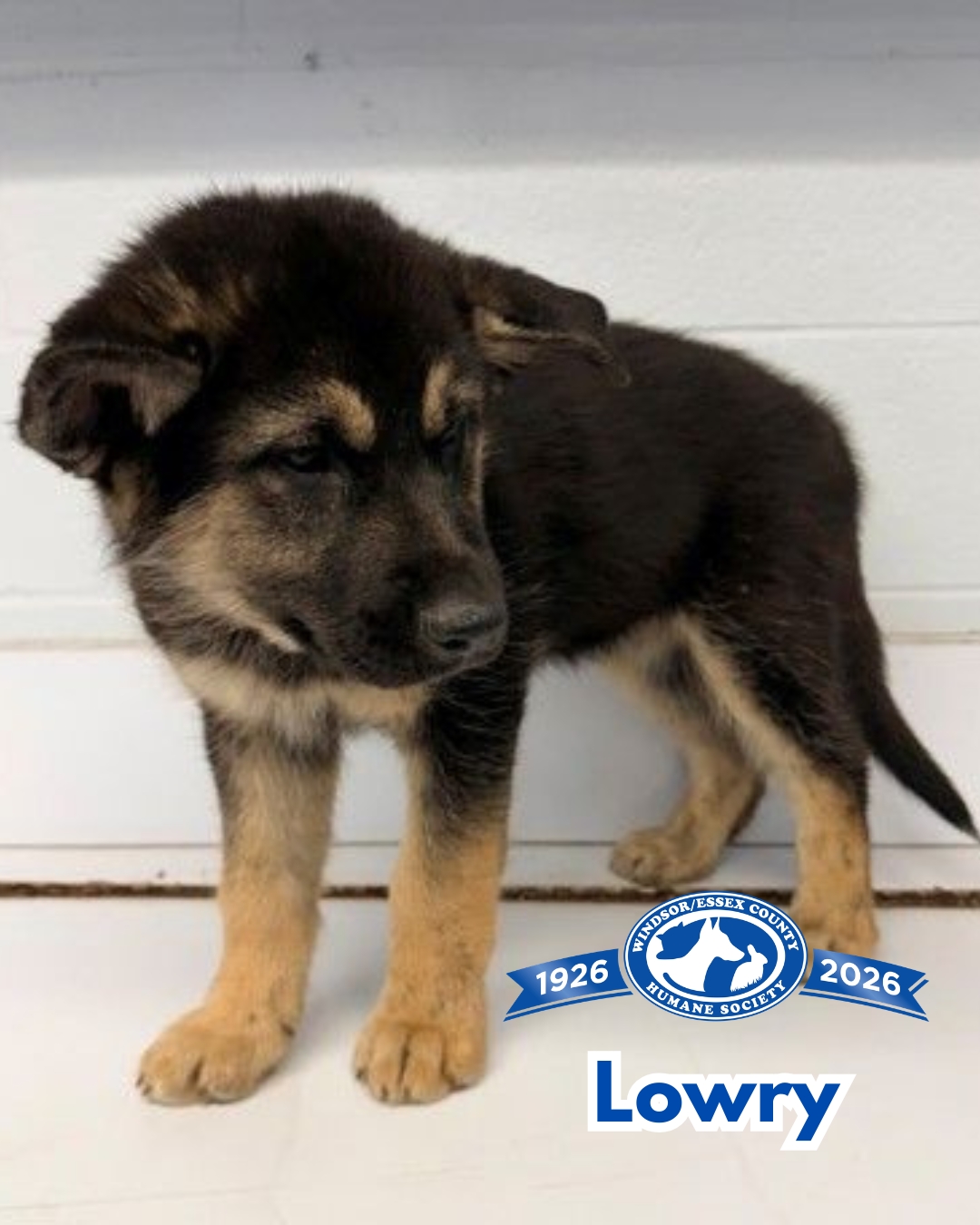 We have 7 adorable, 2-month-old German Shepherd mix puppies ready
