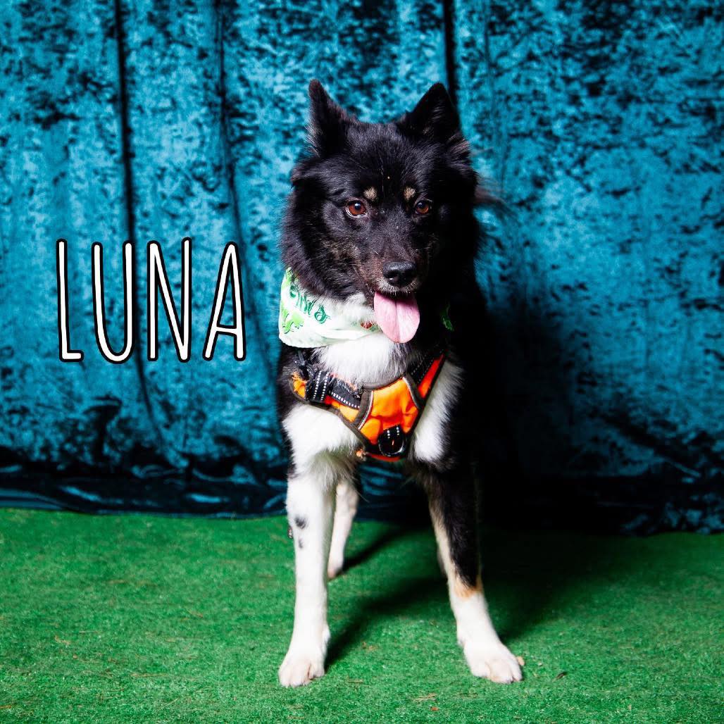 Dogs at risk of euthanasia in Philadelphia, PA shelter