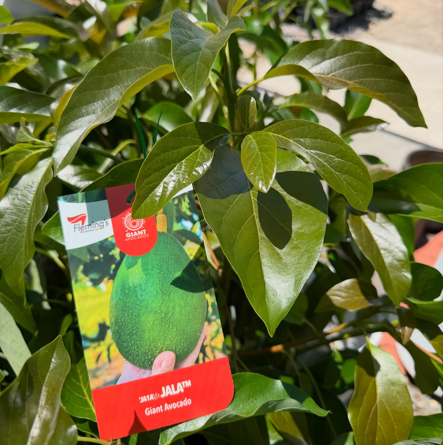 Tims - OMG The Giant Avocado JALA is back in stock. This Giant fruiting ...