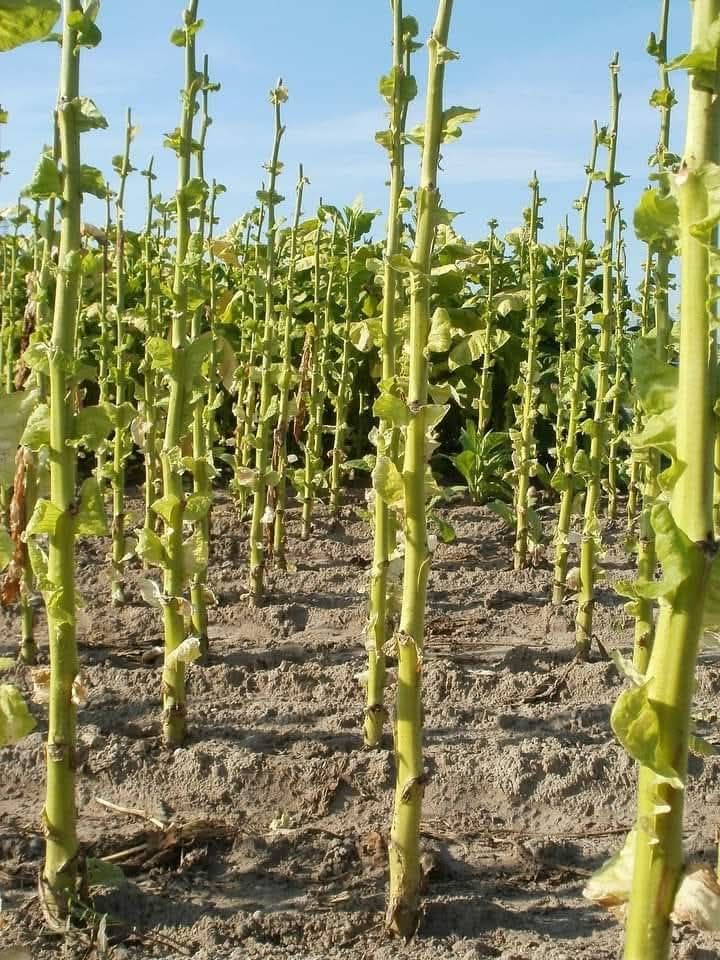 green tobacco sickness long-term effects Green tobacco sickness (GTS) is a type of nicotine poisoning that can occur  in individuals who come into contact with green, unripe tobacco leaves  during the harvesting and processing of tobacco. GTS