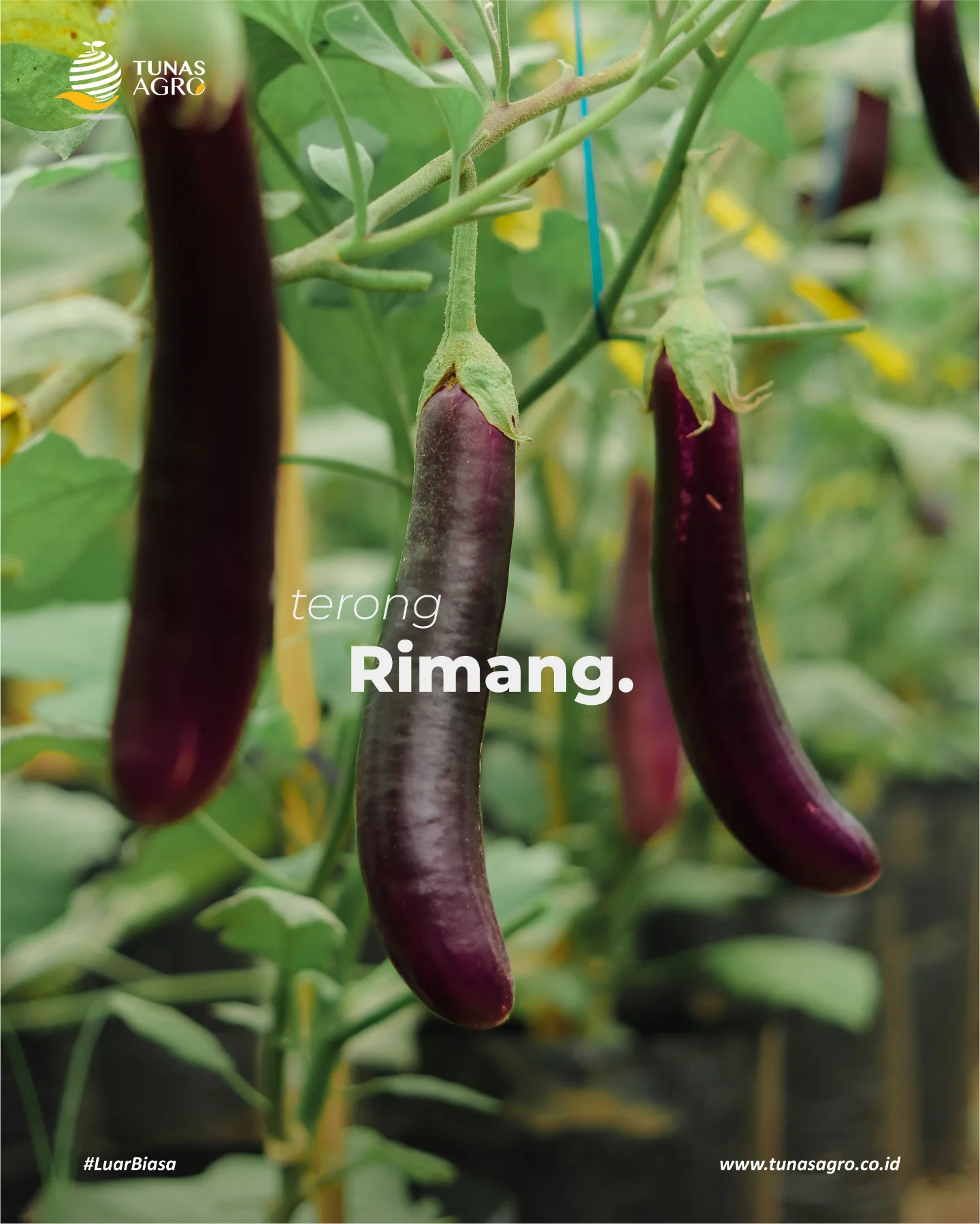 Tunas Agro | Demak