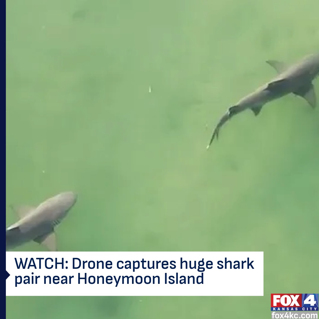 FOX4 - Drone operator John Yanchoris captured video of two large sharks ...