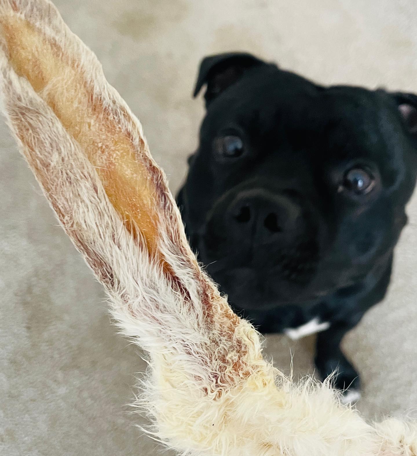 Wreck - 💙🐾 ️Rabbit ears with fur, a great quick crunchy treat!! 🐾High ...