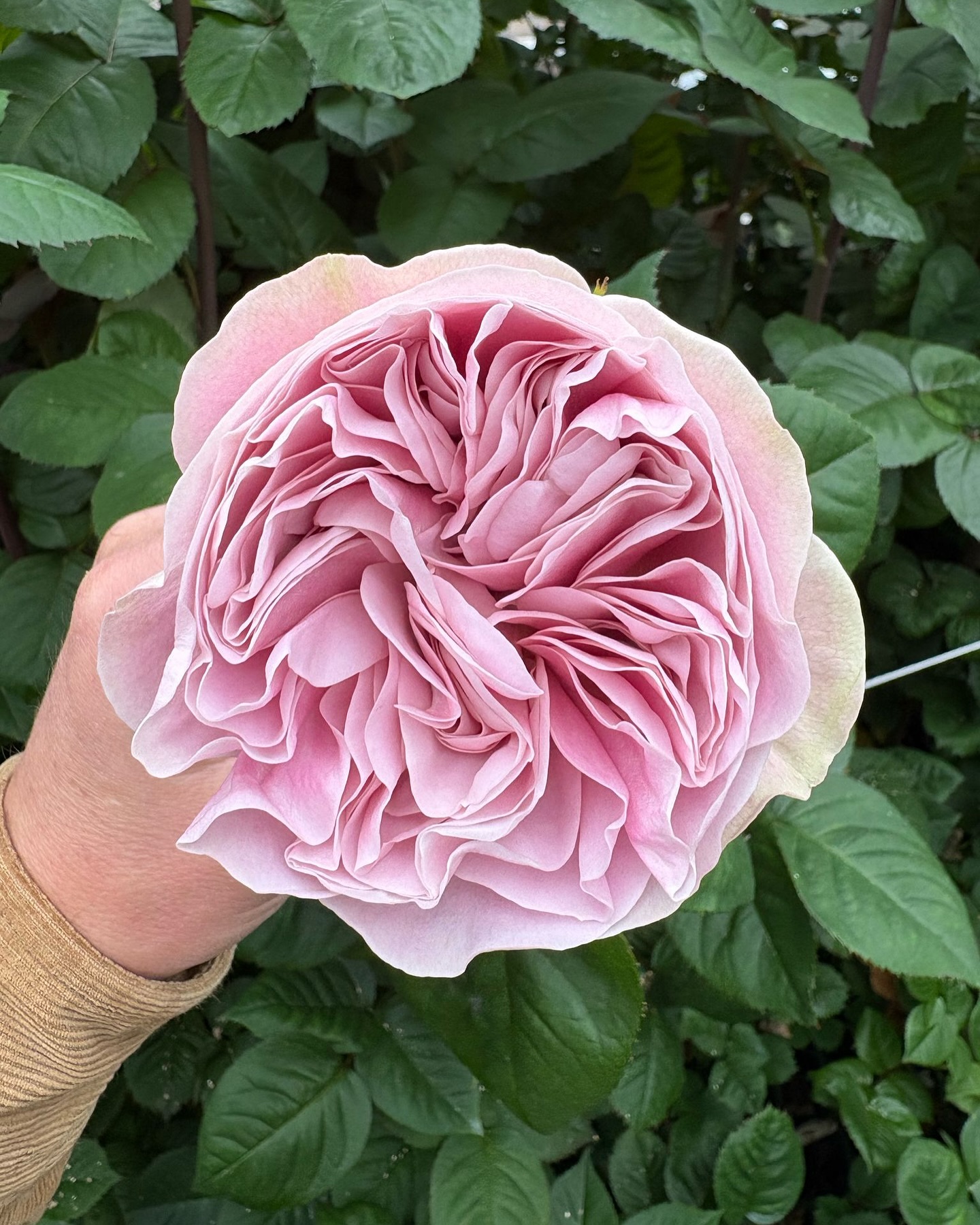 Flowervision - Bristol Ltd - Happy International Women’s Day! A ...