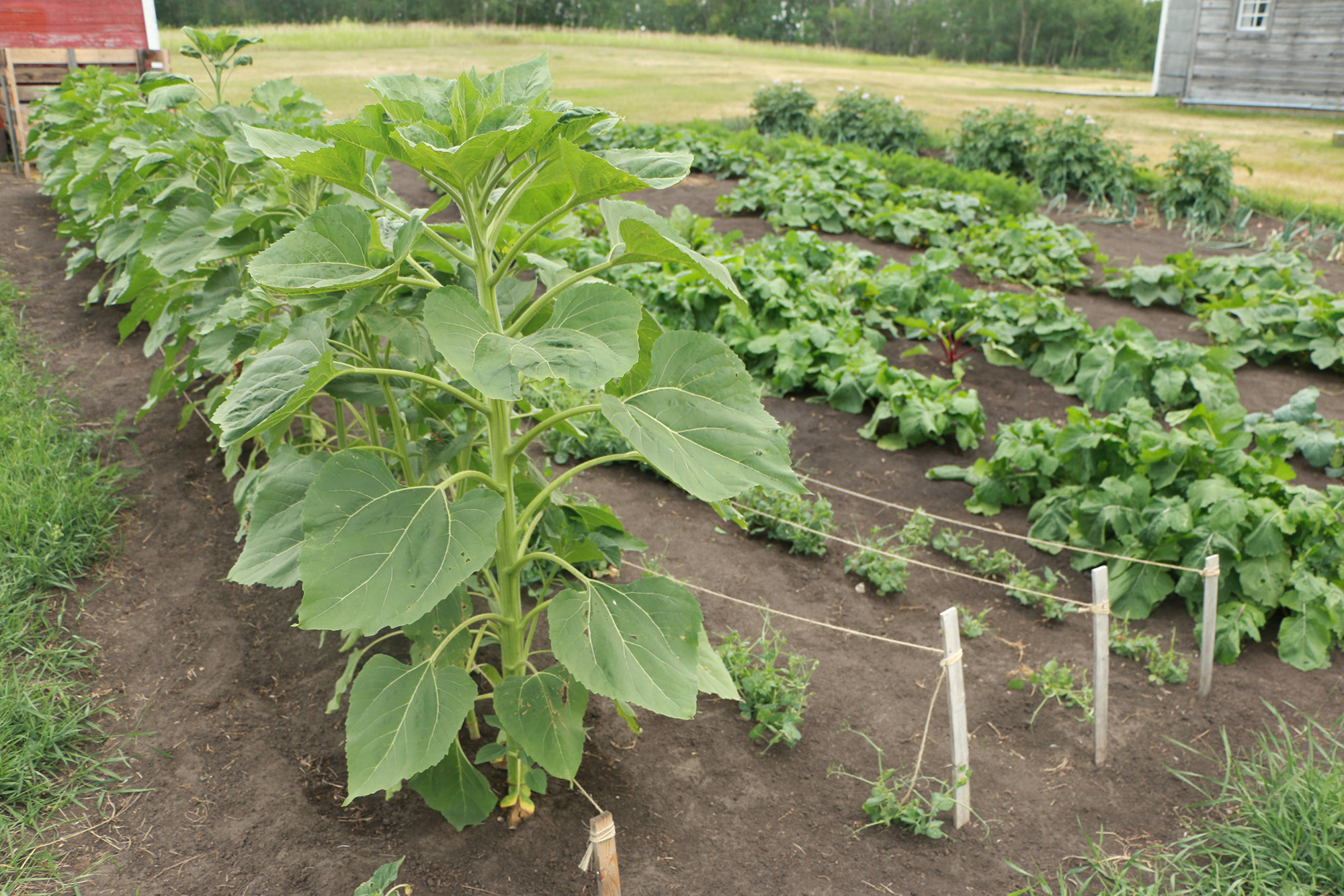 This week's #MichifMonday... - Batoche National Historic Site | Facebook