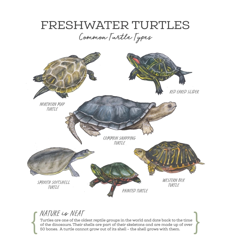 Tucker - Freshwater Turtles | Facebook