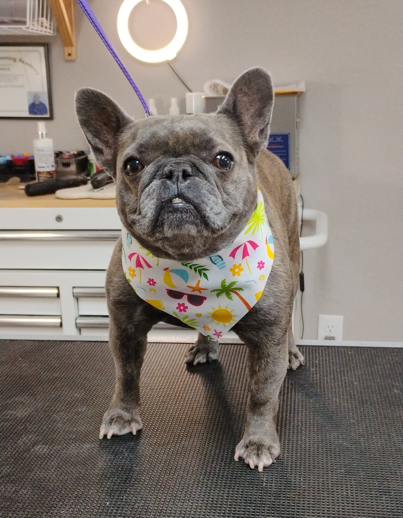 Ruff Cuts Dog Grooming added a... - Ruff Cuts Dog Grooming