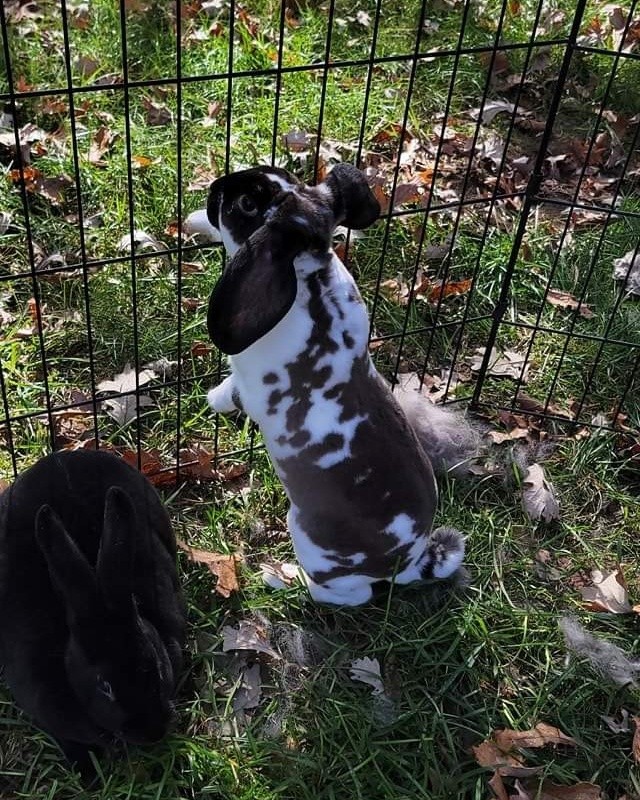 Coen's Rabbitry