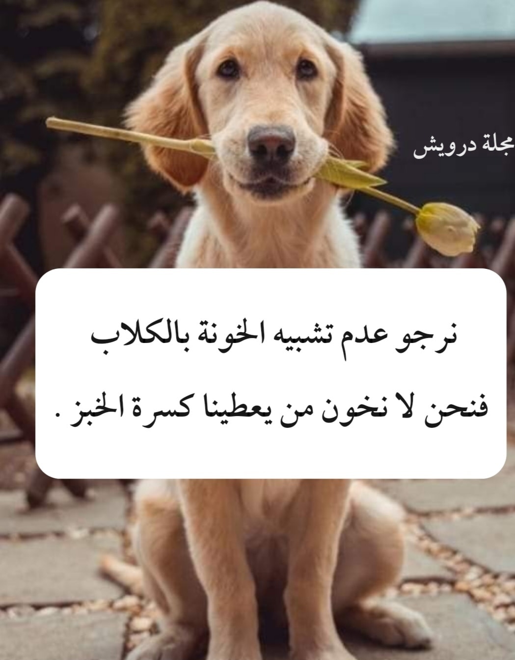 مجلة درويش - ‎مجلة درويش‎ added a new photo.