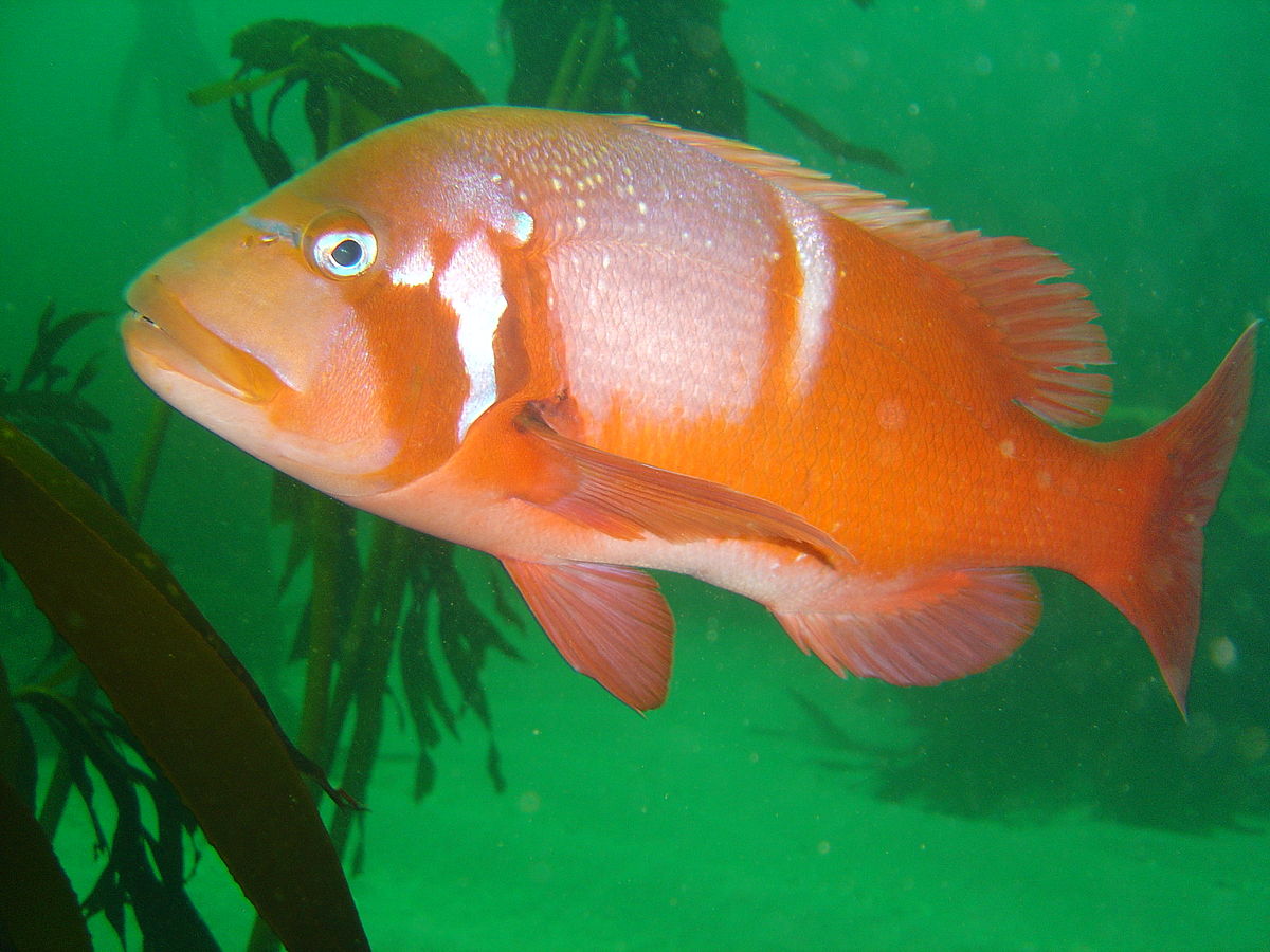 Did you Know? The Red Roman... - The Fishing Specialist | Facebook