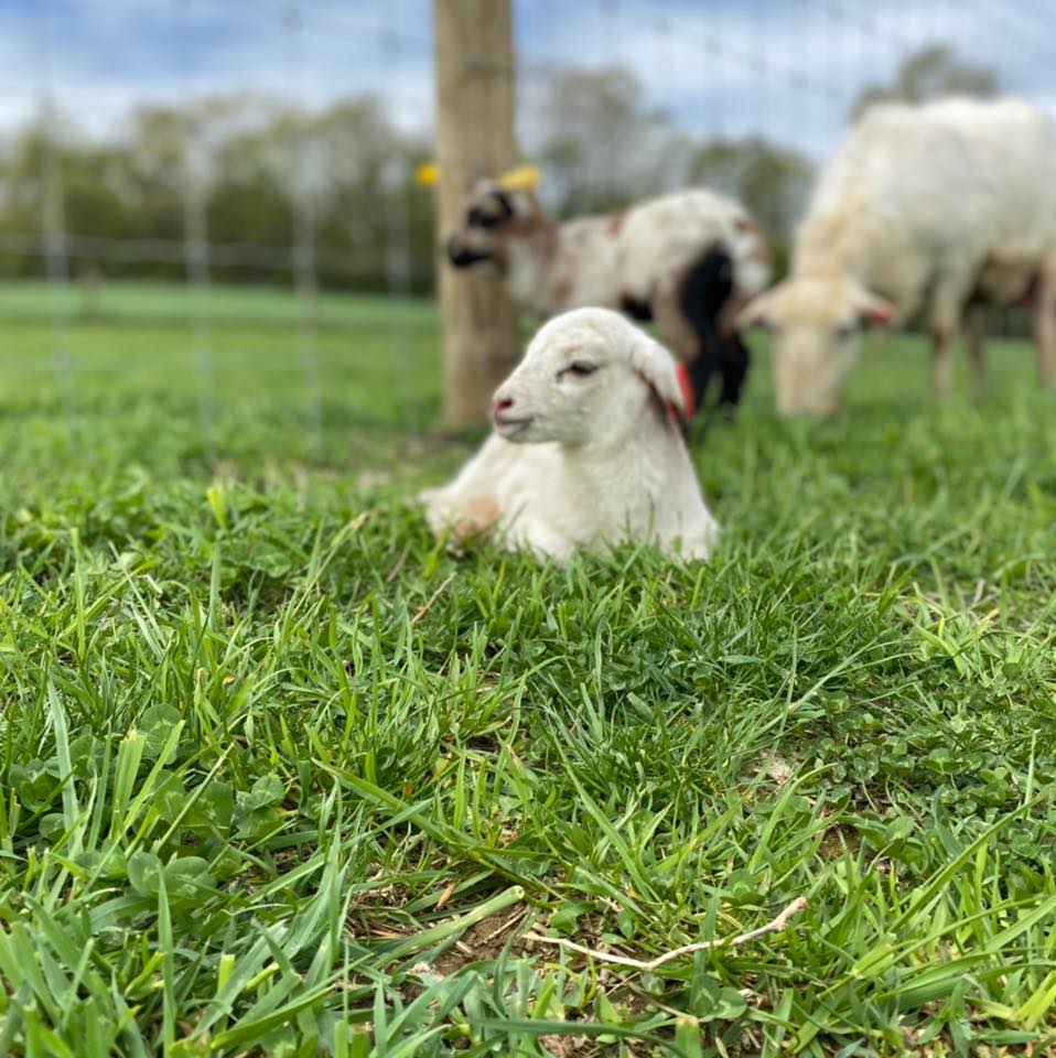 Snyder’s Sheep and Goat Farm | Everett PA