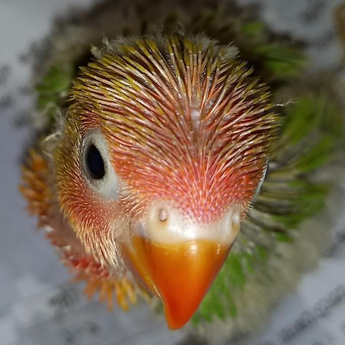 growing-lovebird-babies-filling-hearts-with-joy-lovebirds