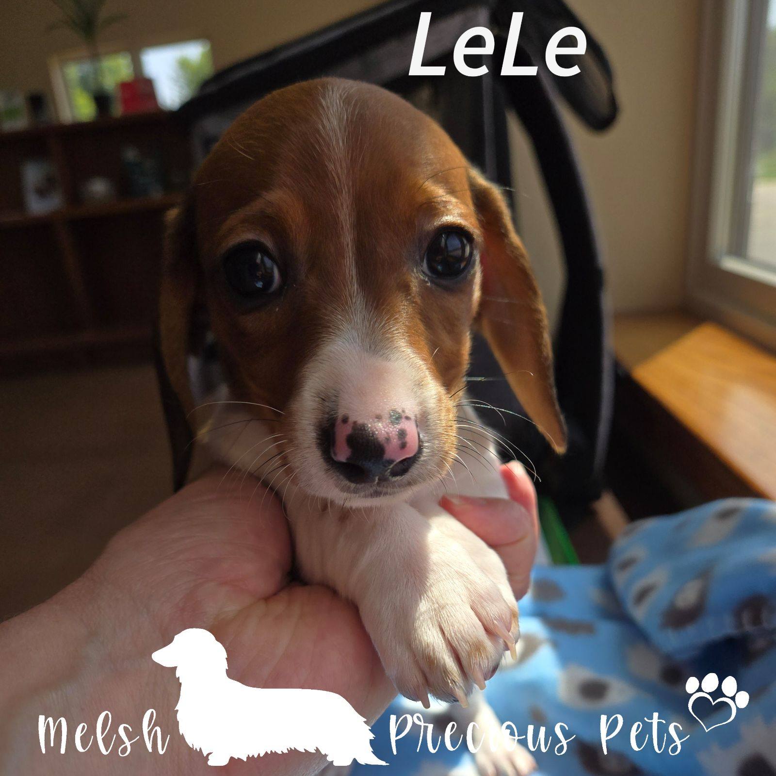 Melsh Precious Pets added a new photo. - Melsh Precious Pets