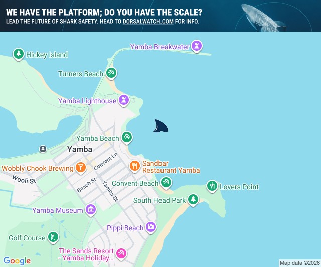 Official Shark Report:... - Dorsal Shark Reports - Australia | Facebook