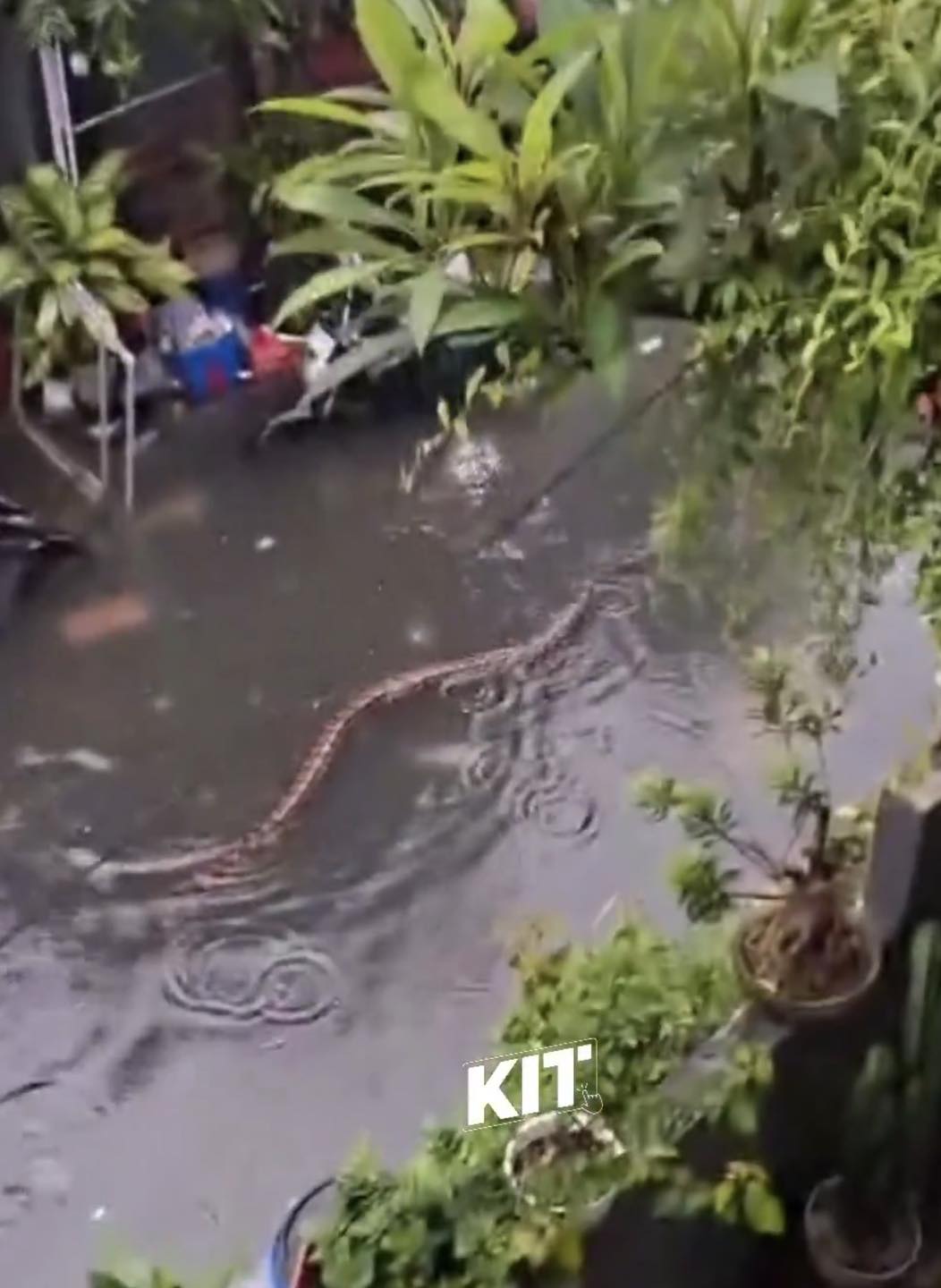 Donald - Python Alert: Monster Snake Swims Bali Streets as Floods Turn ...