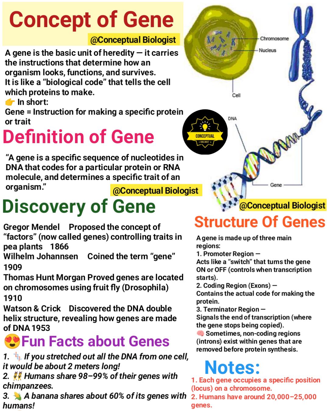 Conceptual - #concept_of_gene Definition of Gene Structure of Gene ...